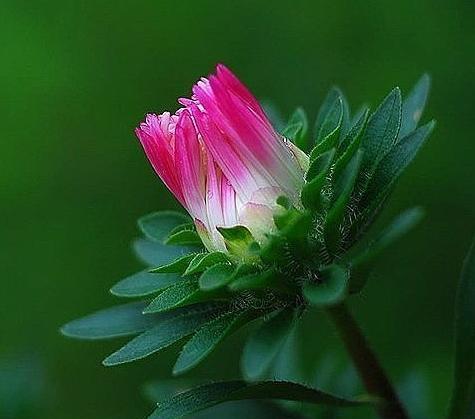 什么花代表热烈的爱？花语中热烈爱情的花卉有哪些？