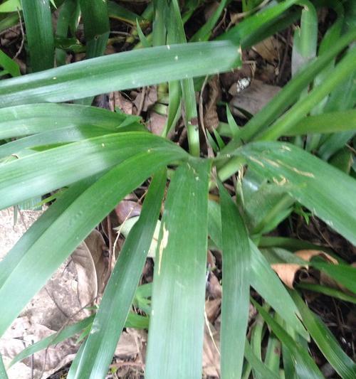 葱属于单子叶植物吗？如何区分单子叶和双子叶植物？
