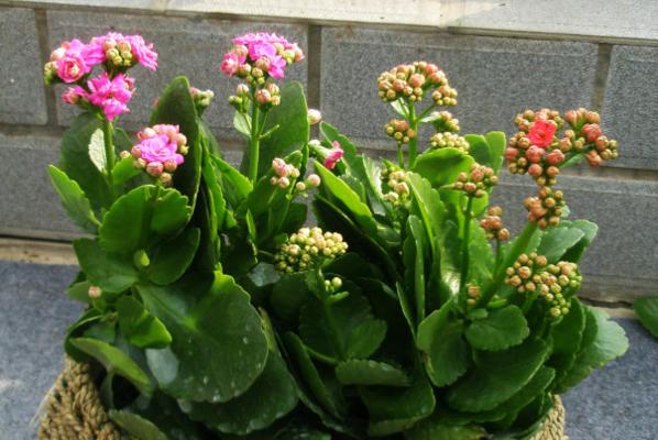 长寿花四季都能开花吗？如何确保全年开花？