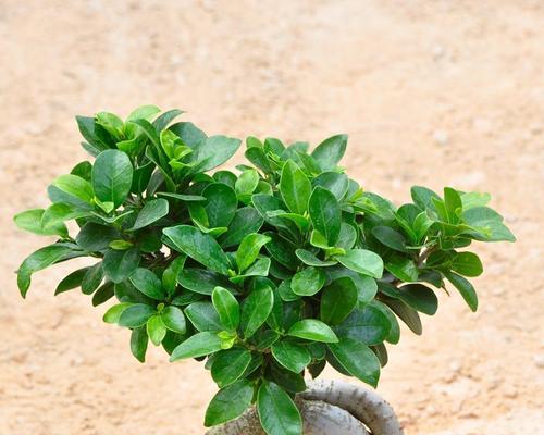 人参榕冬天会冻死吗？如何在寒冷季节保护植物？