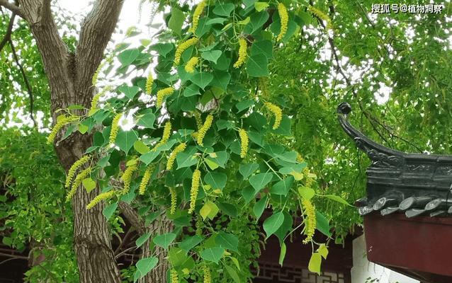 树是草本植物吗？揭开树木与草本植物的区别之谜？