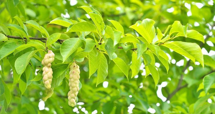 玉兰花果实的用途是什么？如何利用玉兰花果实？