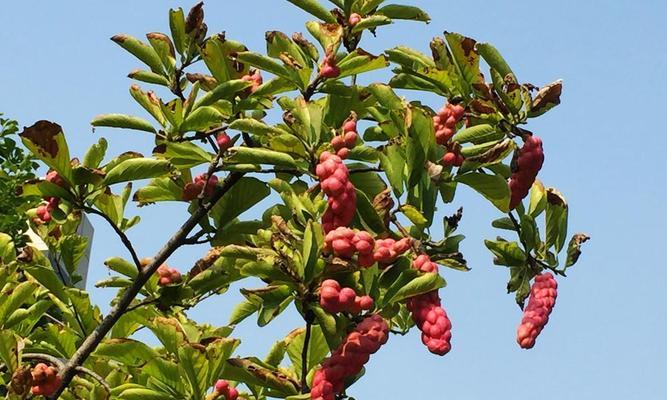 玉兰花果实的用途是什么？如何利用玉兰花果实？