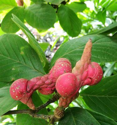 玉兰花果实的用途是什么？如何利用玉兰花果实？