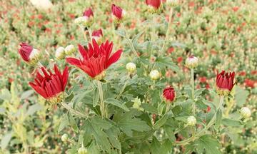 九月菊开花后修剪技巧是什么？开完花后剪枝方法有哪些？