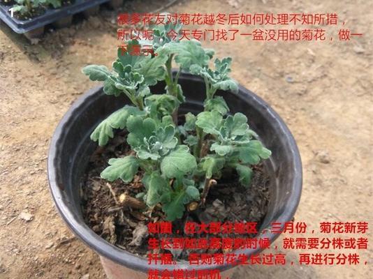 九月菊开花后修剪技巧是什么？开完花后剪枝方法有哪些？
