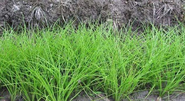 韭菜属于什么植物类型？它的分类和特性是什么？