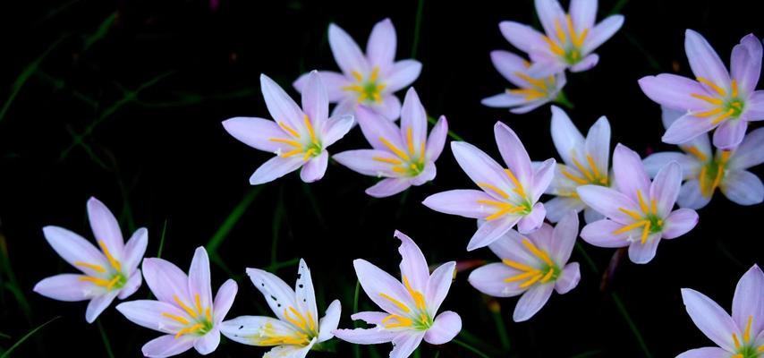 韭菜属于什么植物类型？它的分类和特性是什么？