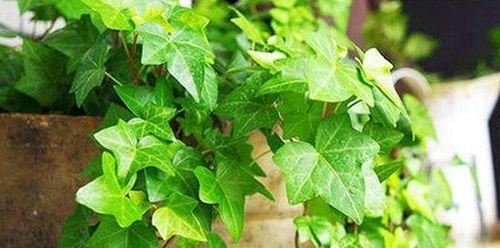 常春藤修剪方法是什么？如何正确修剪常春藤？