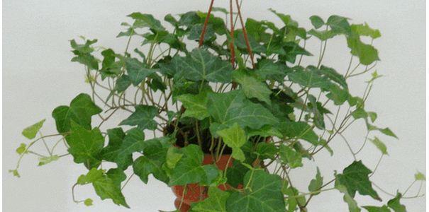 常春藤修剪方法是什么？如何正确修剪常春藤？