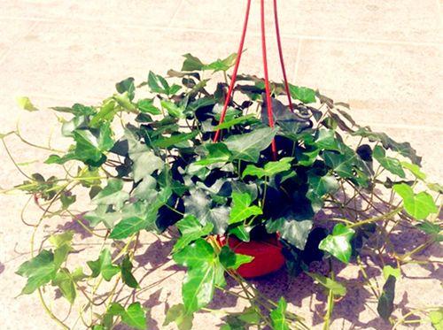 常春藤修剪方法是什么？如何正确修剪常春藤？