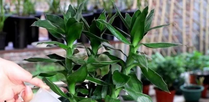 水培发财竹养护方法有哪些？如何解决常见问题？