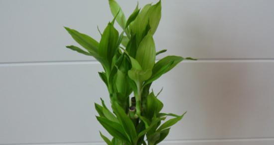 水培发财竹养护方法有哪些？如何解决常见问题？