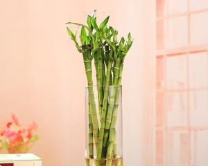 水培发财竹养护方法有哪些？如何解决常见问题？