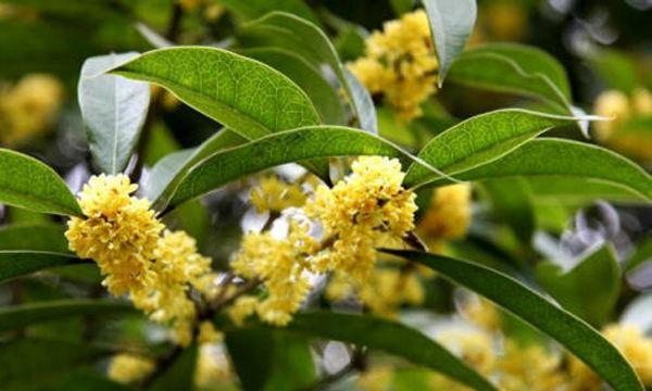 桂花是树还是花？如何区分桂花树与桂花？