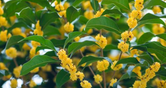 桂花是树还是花？如何区分桂花树与桂花？