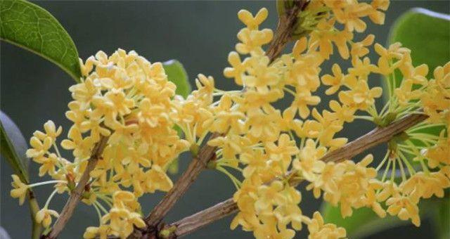 桂花是树还是花？如何区分桂花树与桂花？