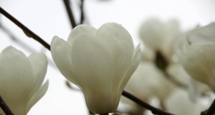 玉兰树开花时间及颜色是什么？