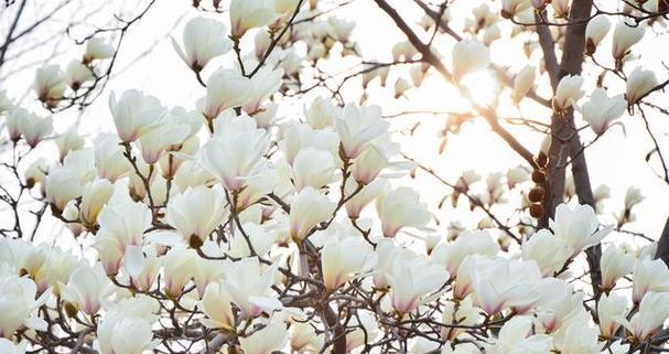 玉兰树开花时间及颜色是什么？