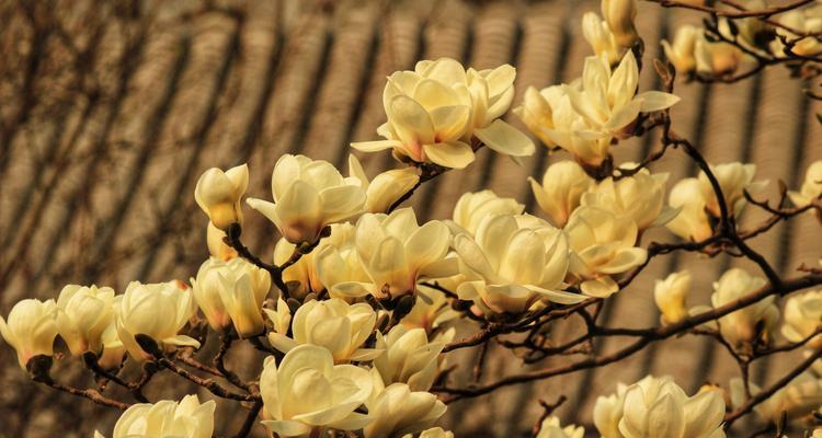玉兰树开花时间及颜色是什么？