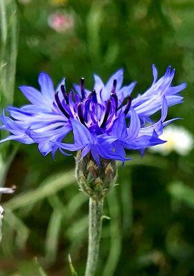 矢车菊一年开几次花？开花时间是几月份？