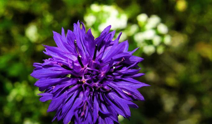 矢车菊一年开几次花？开花时间是几月份？
