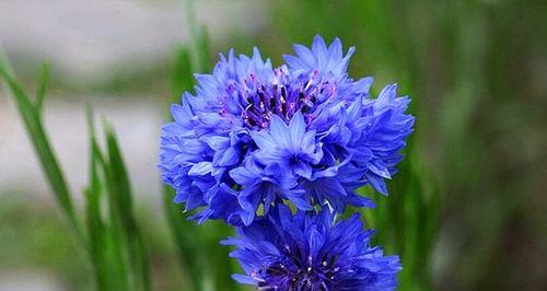 矢车菊一年开几次花？开花时间是几月份？