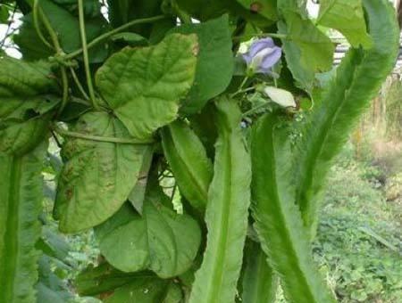 四棱豆种植开花结果需要多长时间？常见问题有哪些？