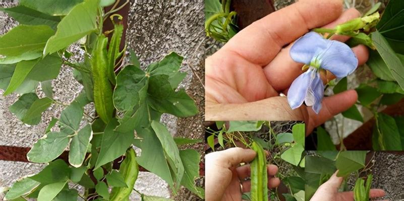 四棱豆种植开花结果需要多长时间？常见问题有哪些？