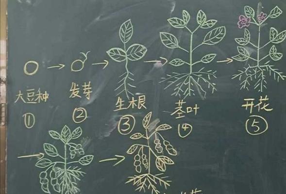 四棱豆种植开花结果需要多长时间？常见问题有哪些？