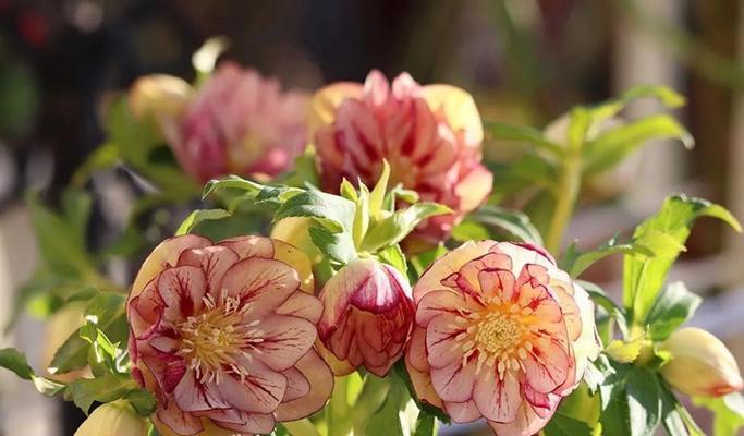 铁筷子花是多年生植物吗？如何正确养护？