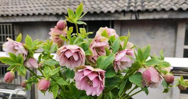 铁筷子花是多年生植物吗？如何正确养护？