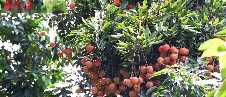 荔枝催花的最佳时间是什么时候？有哪些有效的方法？