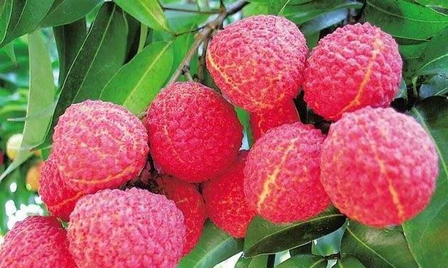 荔枝催花的最佳时间是什么时候？有哪些有效的方法？