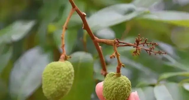 荔枝催花的最佳时间是什么时候？有哪些有效的方法？