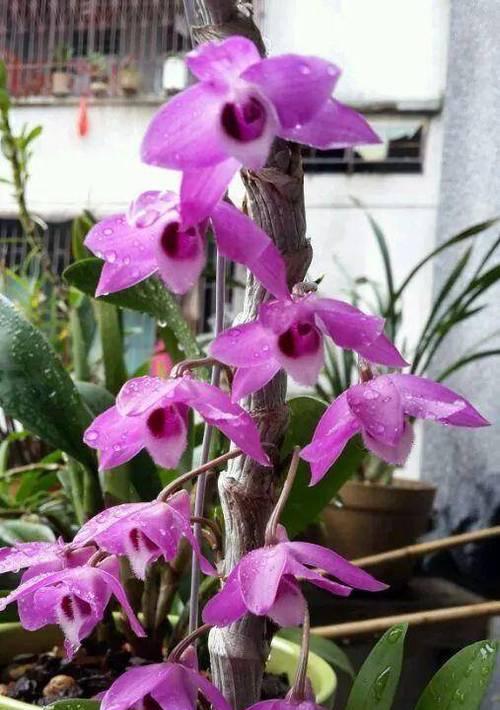 灵芝多久浇一次水？如何正确养护灵芝？