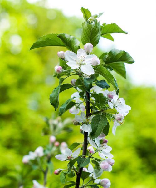 苹果树几年开花结果？如何正确管理以促进早期结果？