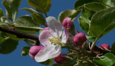 苹果树几年开花结果？如何正确管理以促进早期结果？
