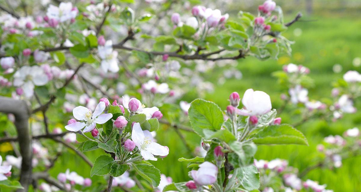 苹果树几年开花结果？如何正确管理以促进早期结果？