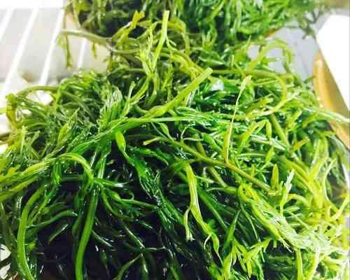 发菜生长在哪里？如何正确采摘和识别？