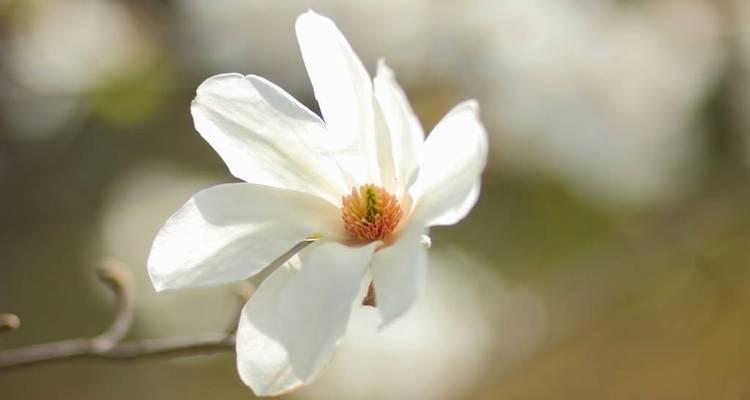 白玉兰通常在哪个季节开花？开花期持续多久？