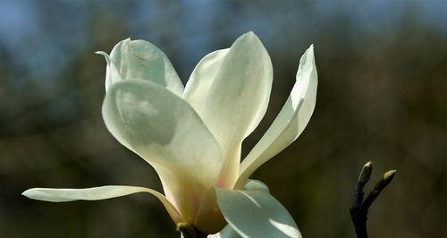 白玉兰通常在哪个季节开花？开花期持续多久？