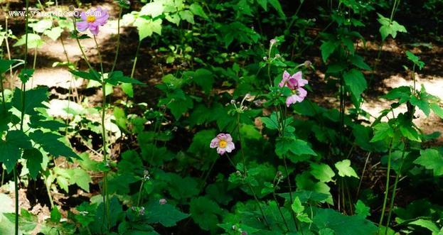 棉花属于草本植物吗？它的分类和特性是什么？