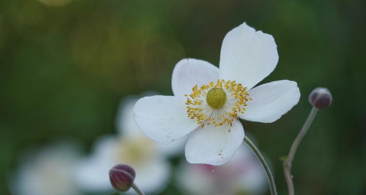 棉花属于草本植物吗？它的分类和特性是什么？