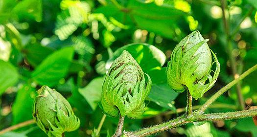 棉花属于草本植物吗？它的分类和特性是什么？