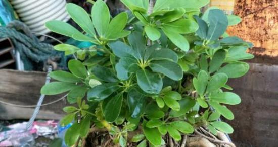 鸭掌木叶子卷曲了怎么办？如何补救处理？