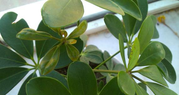 鸭掌木叶子卷曲了怎么办？如何补救处理？