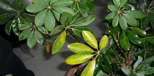 鸭掌木叶子卷曲了怎么办？如何补救处理？