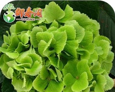 绣球花种子存在吗？如何正确种植绣球花种子？