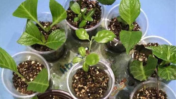 绣球花种子存在吗？如何正确种植绣球花种子？